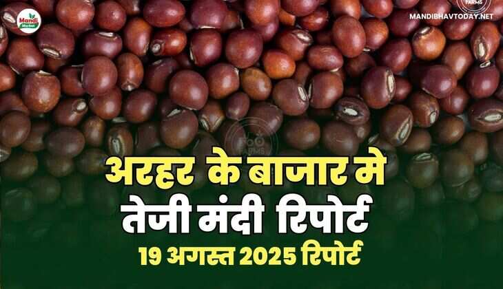 अरहर /तुवर  दाल तेजी मंदी रिपोर्ट -19 AUG 2025