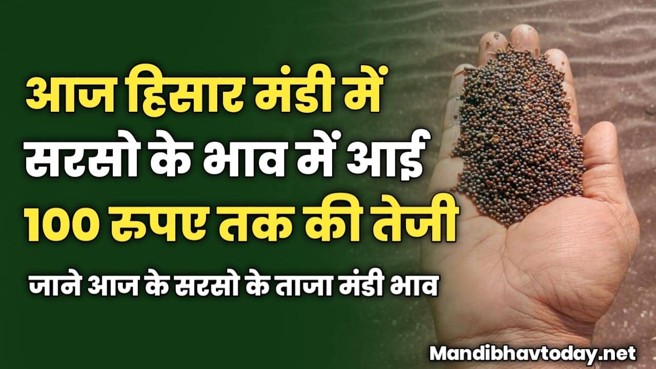 आज हिसार मंडी में सरसो के भाव में आई 100 रुपए तक की तेजी | जाने आज के सरसो के ताजा मंडी भाव