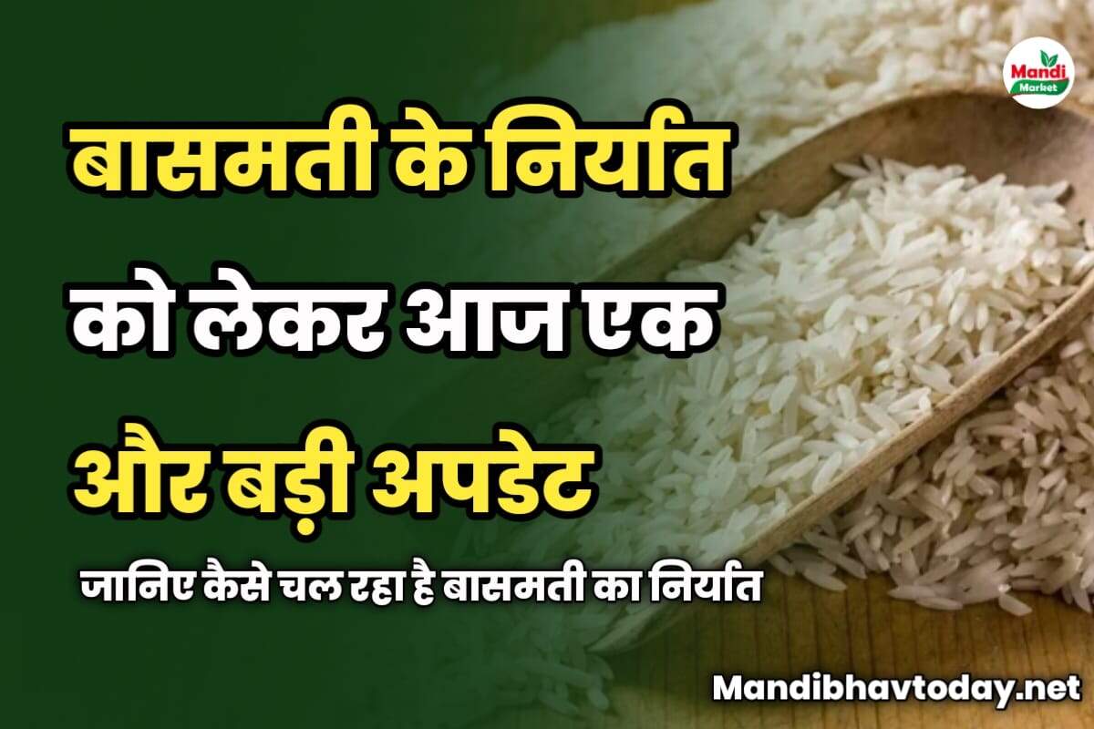 बासमती के निर्यात को लेकर एक और बड़ी अपडेट | जानिए कैसे चल रहा है बासमती का निर्यात