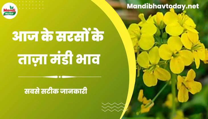 Sarso live Rate today 19 Sep 22 