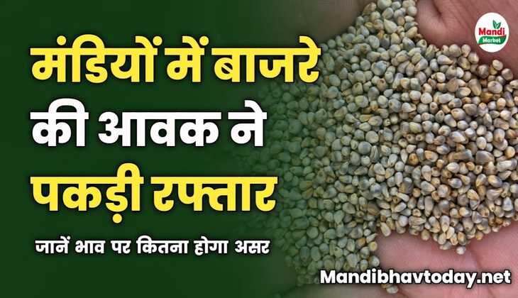 मंडियों में बाजरे की आवक ने पकड़ी रफ्तार | जानें भाव पर कितना होगा असर