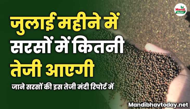 जुलाई महीने में सरसों में कितनी तेजी आएगी | जाने सरसों की इस तेजी मंदी रिपोर्ट में