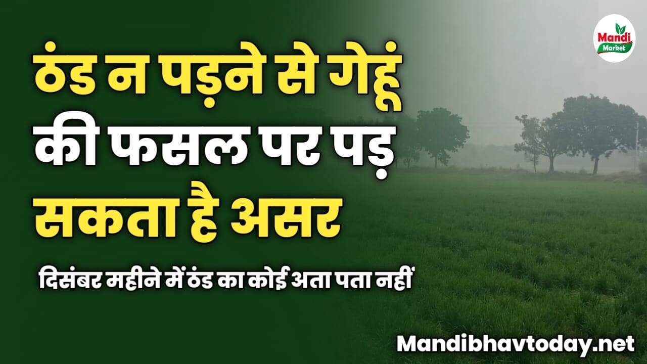 ठंड न पड़ने से गेहूं की फसल पर पड़ सकता है असर | दिसंबर महीने में ठंड का कोई अता पता नहीं