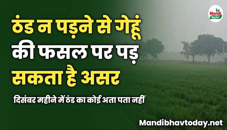ठंड न पड़ने से गेहूं की फसल पर पड़ सकता है असर | दिसंबर महीने में ठंड का कोई अता पता नहीं