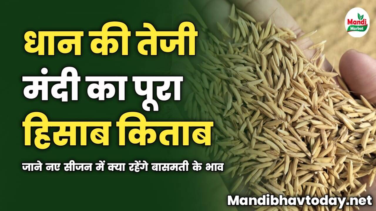 धान की तेजी मंदी का पूरा हिसाब किताब | जाने नए सीजन में क्या रहेंगे बासमती के भाव