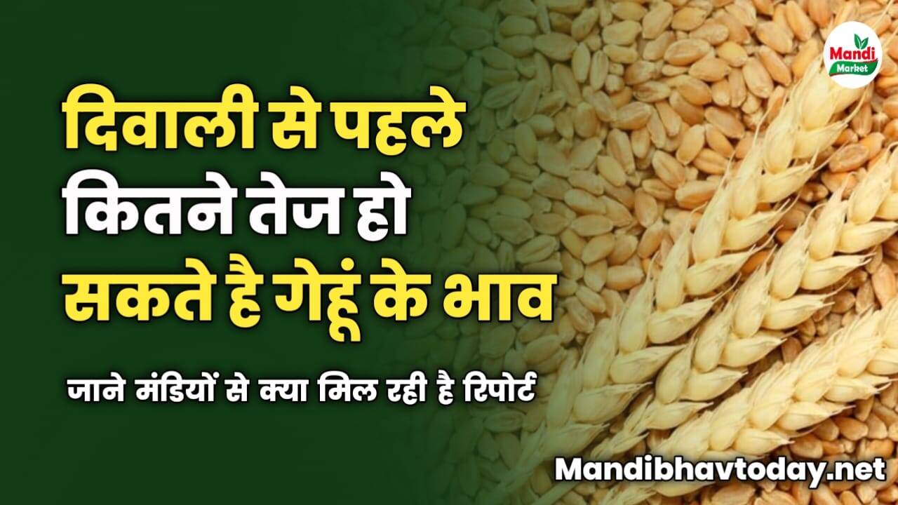 दिवाली से पहले कितने तेज हो सकते है गेहूं के भाव | जाने मंडियों से क्या मिल रही है रिपोर्ट