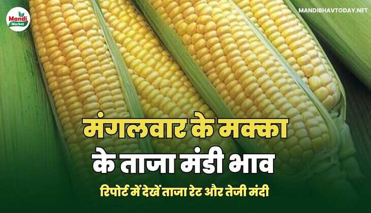 मक्का BHAV