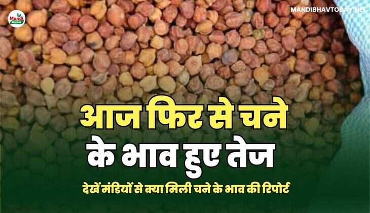 आज फिर से चने के भाव हुए तेज | देखें मंडियों से क्या मिली चने के भाव की रिपोर्ट