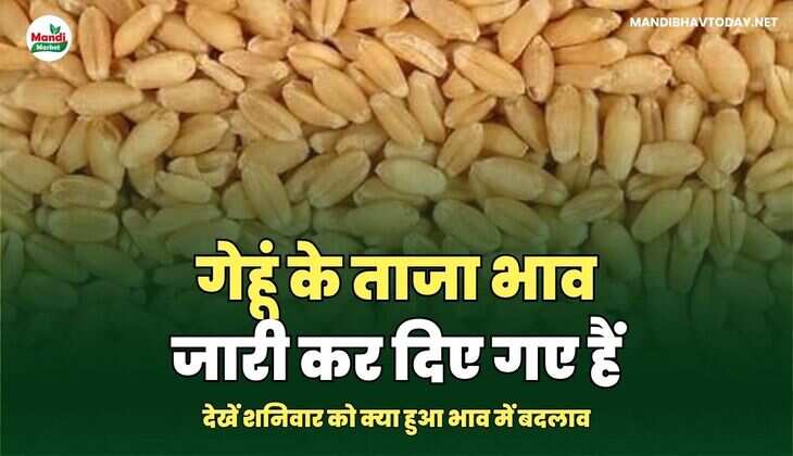 गेहू भाव 