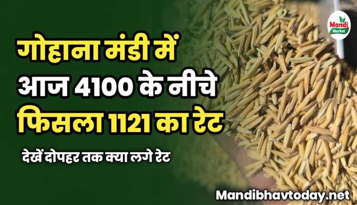 गोहाना मंडी में 4100 के नीचे फिसला 1121 का रेट | देखें दोपहर तक क्या लगे रेट