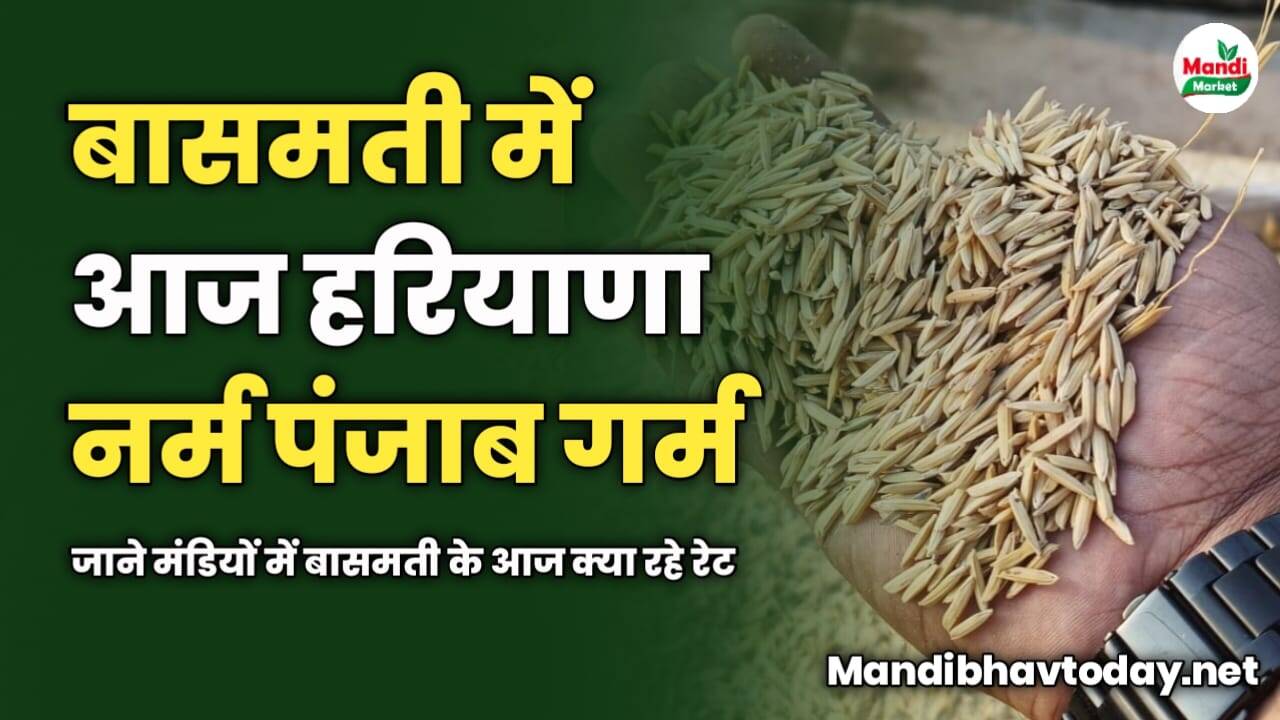 बासमती में आज हरियाणा नर्म पंजाब गर्म | जाने मंडियों में बासमती के आज क्या रहे रेट