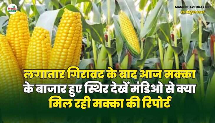 लगातार गिरावट के बाद आज मक्का के बाजार हुए स्थिर | देखें मंडिओ से क्या मिल रही मक्का की रिपोर्ट