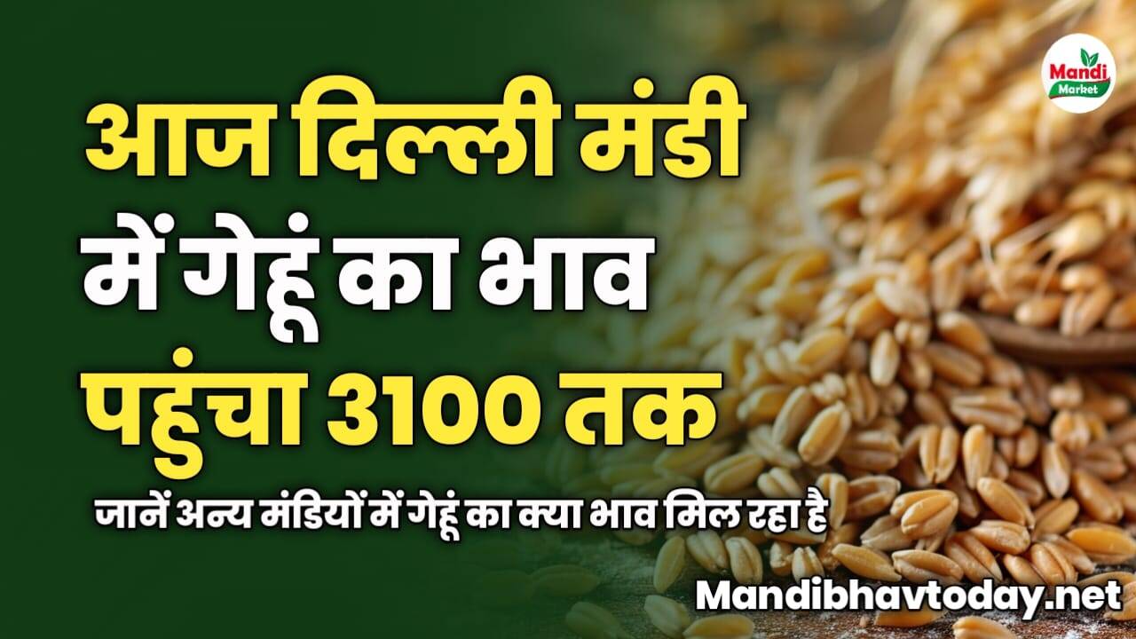 आज दिल्ली मंडी में गेहूं का भाव पहुंचा 3100 रुपये तक। जानें अन्य मंडियों में गेहूं का क्या भाव मिल रहा है