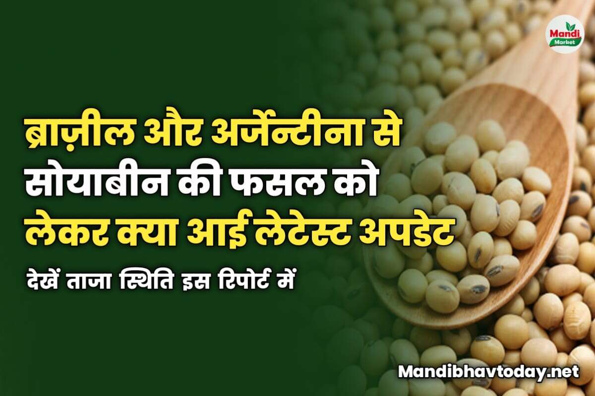 ब्राज़ील और अर्जेन्टीना से सोयाबीन की फसल को लेकर क्या आई लेटेस्ट अपडेट | देखें ताजा स्थिति