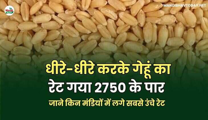 धीरे-धीरे करके गेहूं का रेट गया 2750 के पार | जाने किन मंडियों में लगे सबसे उंचे रेट
