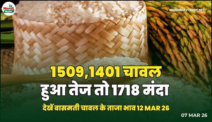 MANDIBHAVTODAY
