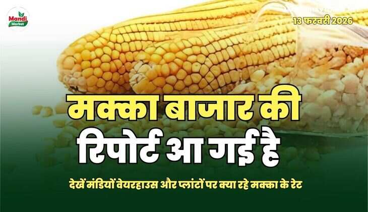 मक्का बाजार की रिपोर्ट आ गई है |  देखें मंडियों वेयरहाउस और प्लांटों पर क्या रहे मक्का के रेट 