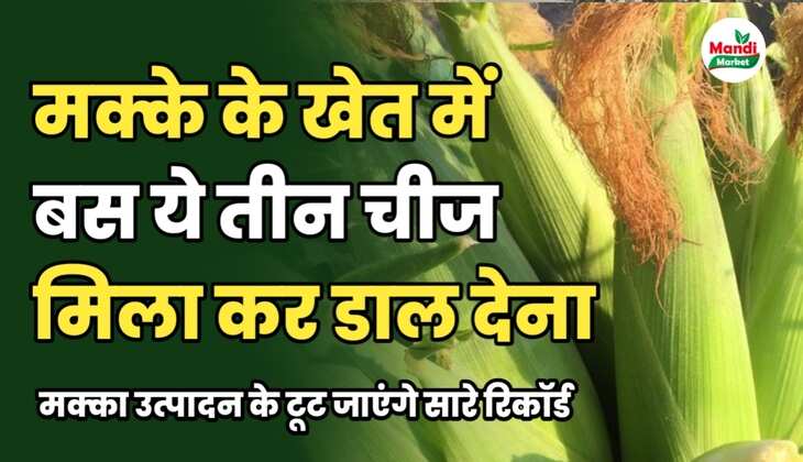 मक्का के खेत में बस ये तीन चीजें डाल देना | खेत बन जाएगा नोट छापने की मशीन