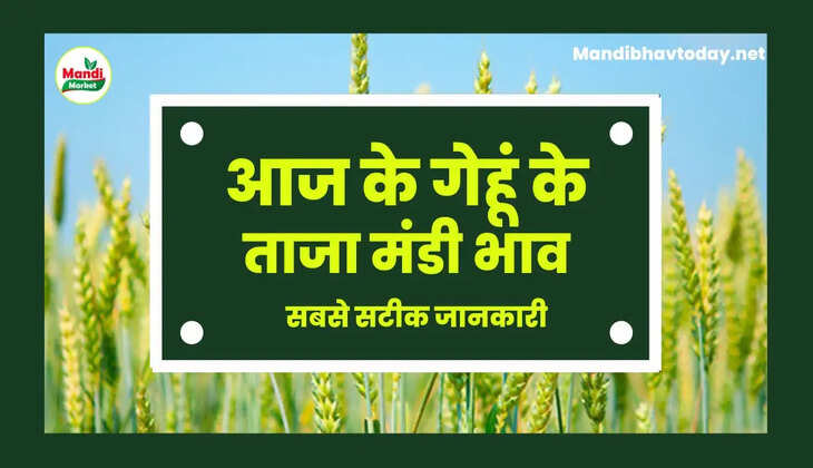 wheat kanak gehu Live Rate Today 06 april 2023 | जाने क्या है आज के गेहूं/कनक के लाइव रेट