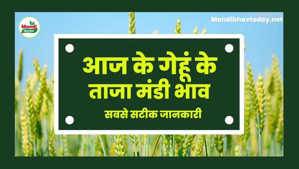  देखें आज के गेहूं/कनक के लाइव रेट wheat kanak gehu Live Rate Today 14 Mar 2023