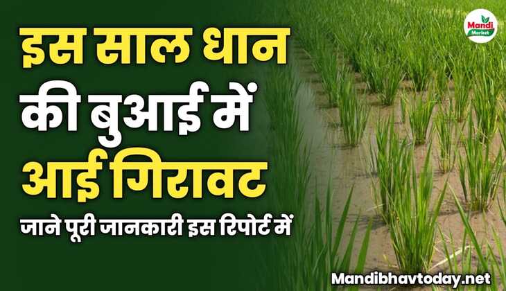 इस साल धान की बुआई में आई गिरावट | जाने पूरी जानकारी इस रिपोर्ट में 