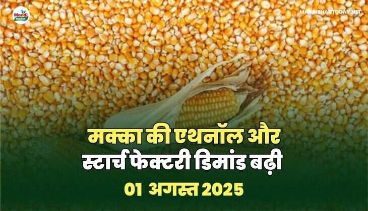 मक्का की एथनॉल और स्टार्च फेक्टरी डिमांड बढ़ी 