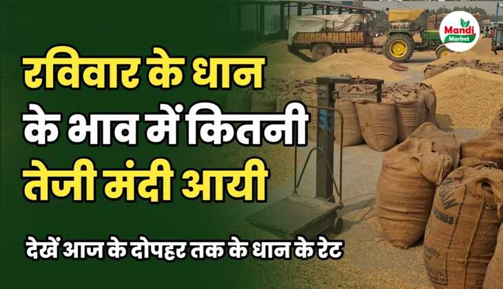 मंडी भाव टुडे 