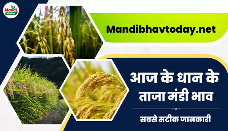 आज धान के भाव में गिरावट देखे आज के धान के ताजा मंडी भाव 30 March 2023