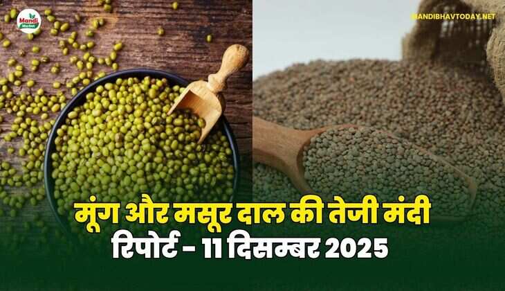 मूंग मसूर दाल की तेजी मंदी रिपोर्ट - 11 दिसम्बर 2025