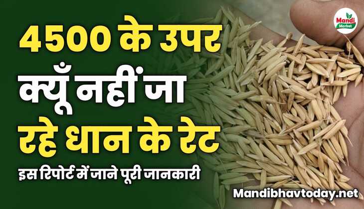 4500 के उपर क्यूँ नहीं जा रहे धान के रेट | इस रिपोर्ट में जाने