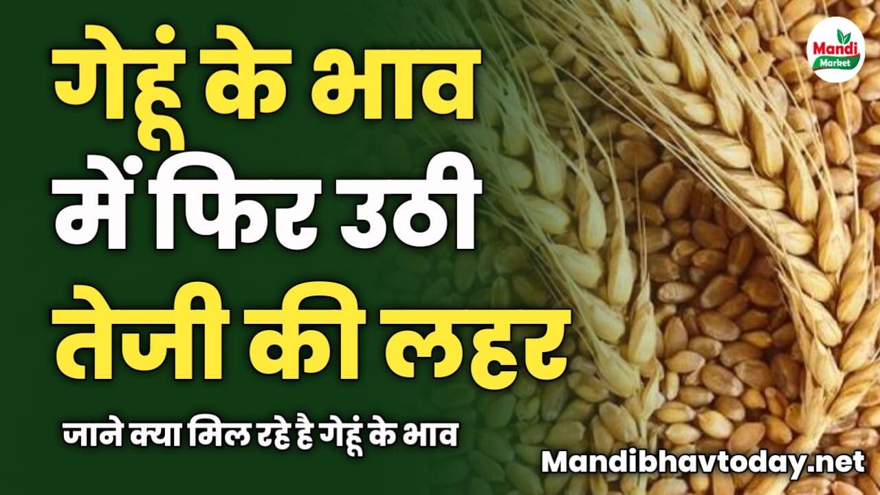 गेहूं के भाव में फिर उठी तेजी की लहर | जाने क्या मिल रहे है गेहूं के भाव