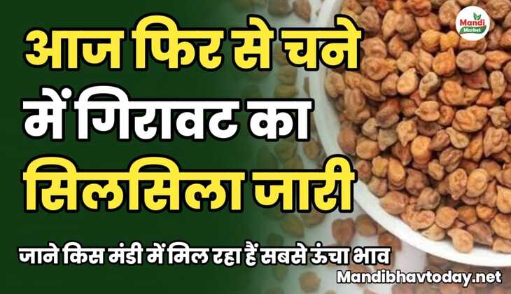 आज फिर से चने में गिरावट का सिलसिला जारी।जाने किस मंडी में मिल रहा है सबसे ऊंचा भाव chane ke taja mandi bhav 23 january 2025