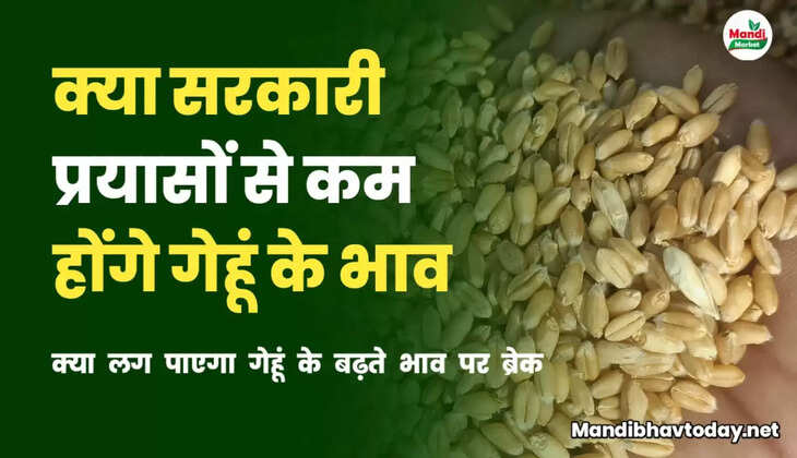 gehun ka bhav kab badhega