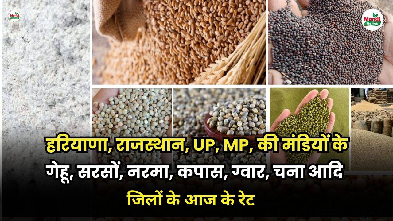 हरियाणा, राजस्थान, UP, MP, की मंडियों के गेहू, सरसों, नरमा, कपास, ग्वार, चना आदि | जिलों के आज के रेट 02 May 25
