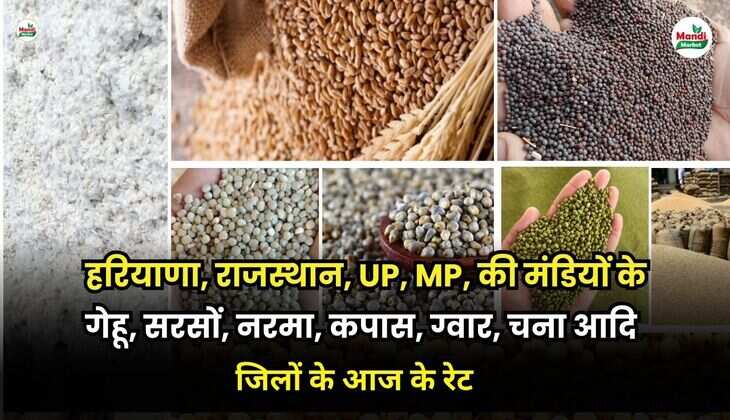 हरियाणा, राजस्थान, UP, MP, की मंडियों के गेहू, सरसों, नरमा, कपास, ग्वार, चना आदि | जिलों के आज के रेट 01 May 25
