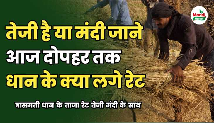 तेजी है मंदी जाने आज दोपहर तक क्या लगे धान के टॉप रेट