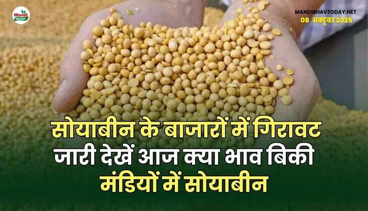 सोयाबीन के बाजारों में गिरावट जारी | देखें आज क्या भाव बिकी मंडियों में सोयाबीन