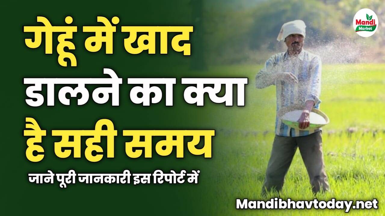 गेहूं में खाद डालने का क्या है सही समय | जाने पूरी जानकारी इस रिपोर्ट में