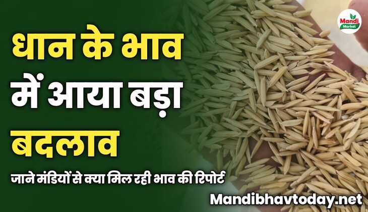 धान के भाव में आया बड़ा बदलाव | जाने मंडियों से क्या मिल रही भाव की रिपोर्ट