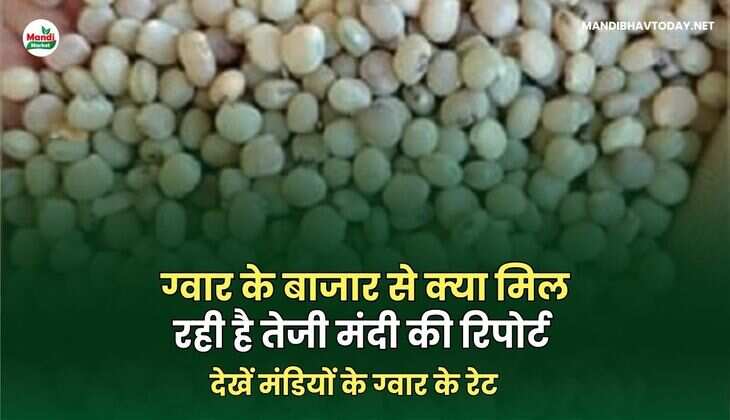 देखें मंडियों के ग्वार के रेट 