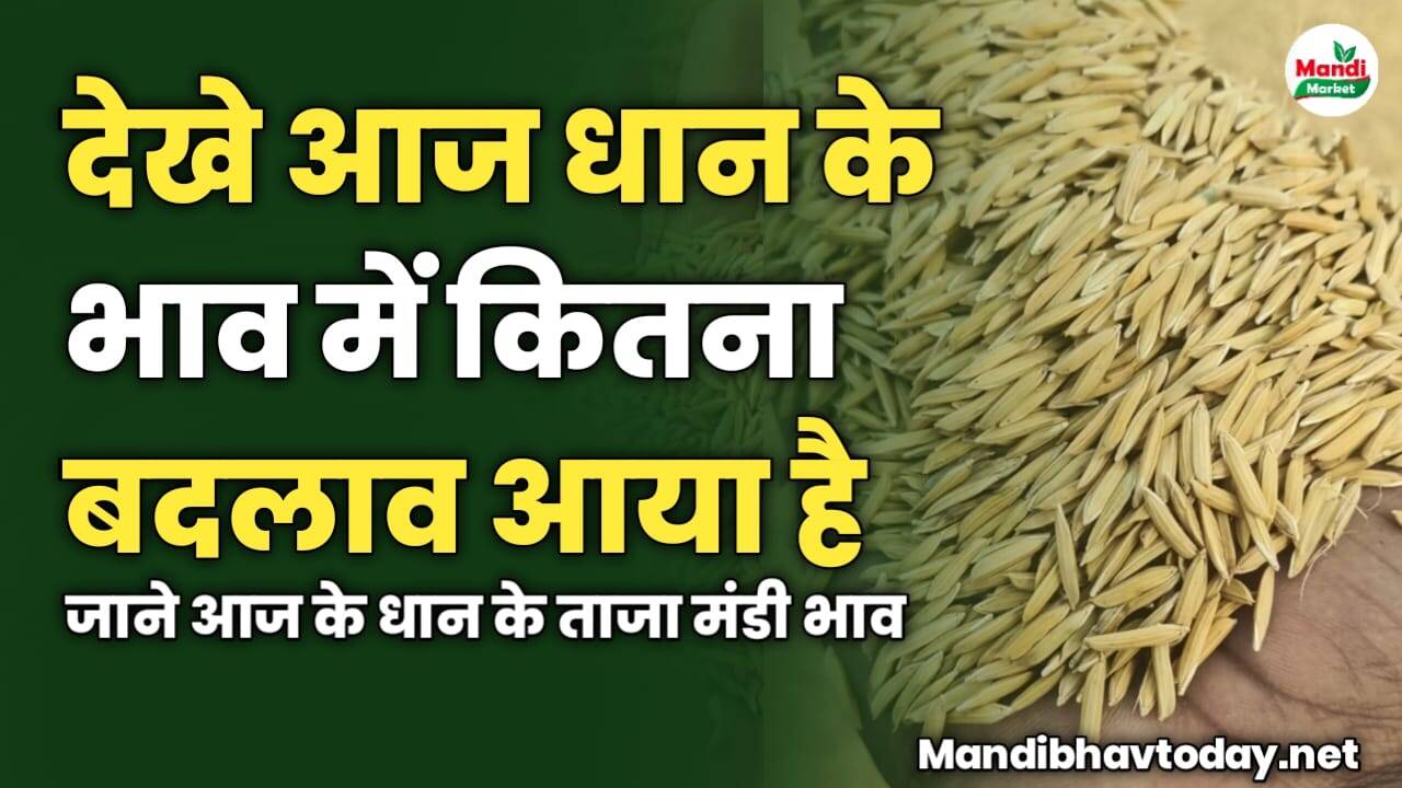 देखे आज धान के भाव में कितना बदलाव आया है | जाने आज के धान के ताजा मंडी भाव