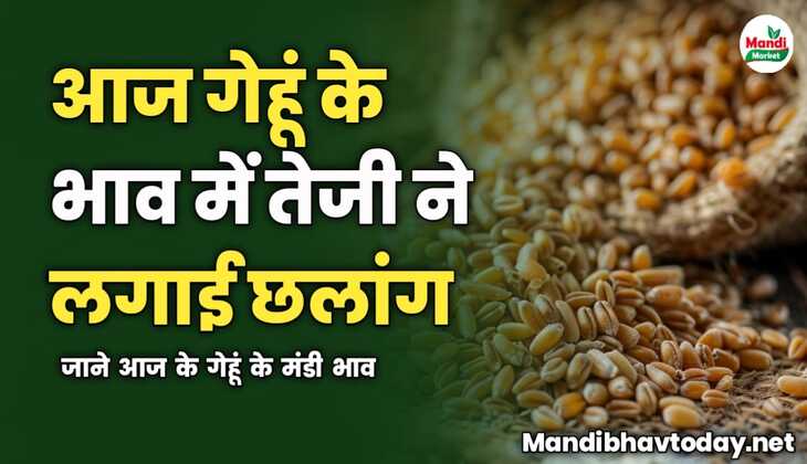 आज गेहूं के भाव में तेजी ने लगाई छलांग | जाने आज के गेहूं के मंडी भाव 