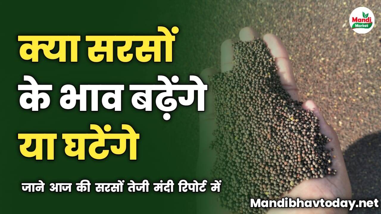 सरसों के भाव बढ़ेंगे या घटेंगे | जाने आज की सरसों तेजी मंदी रिपोर्ट में