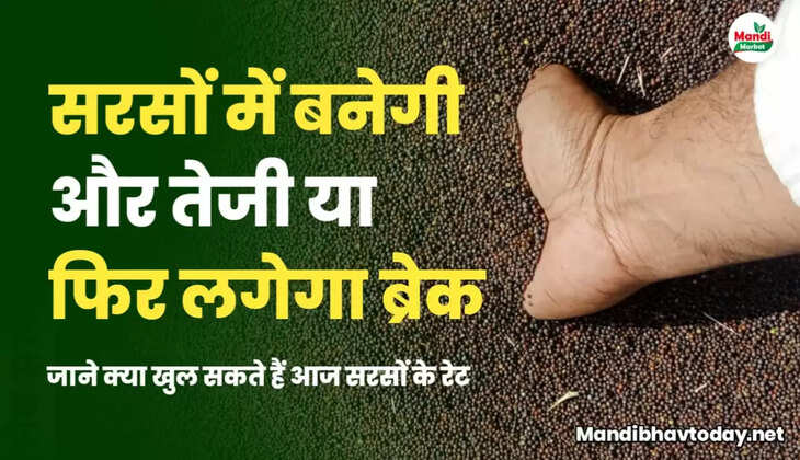 सरसों तेजी मंदी रिपोर्ट