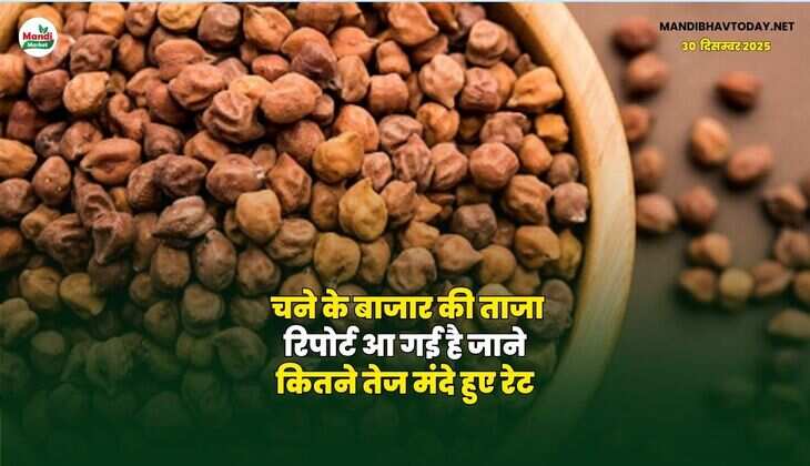 चने के बाजार की ताजा रिपोर्ट आ गई है | जाने कितने तेज मंदे हुए रेट