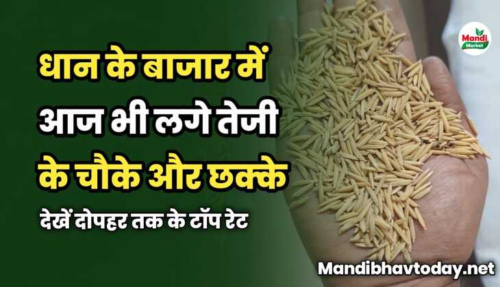 धान के बाजार में आज भी लगे तेजी के चौके और छक्के | देखें दोपहर तक के टॉप रेट