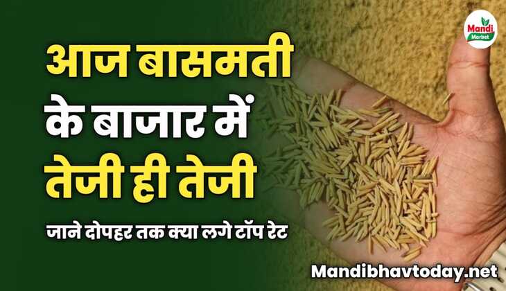 आज बासमती के बाजार में तेजी ही तेजी | जाने दोपहर तक क्या लगे टॉप रेट