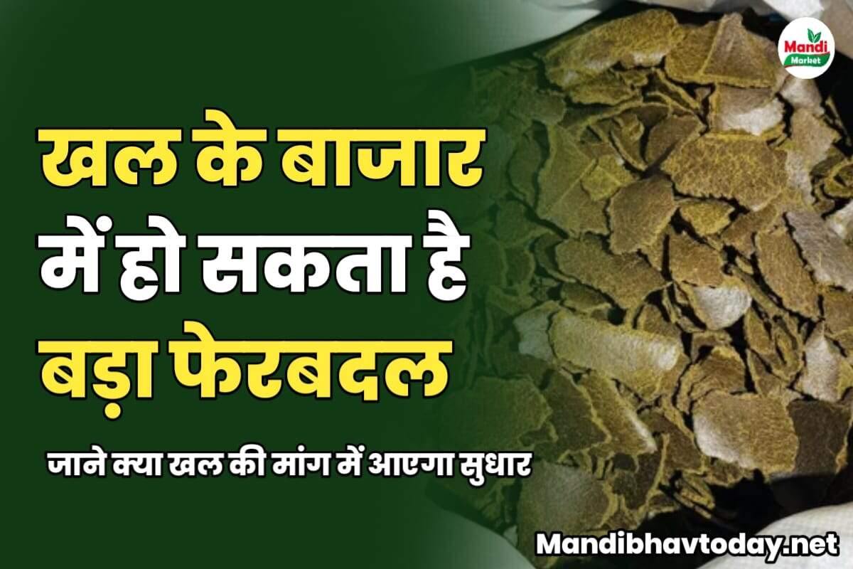 खल के बाजार में हो सकता है बड़ा फेरबदल | जाने क्या खल की मांग में आएगा सुधार 