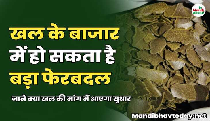 खल के बाजार में हो सकता है बड़ा फेरबदल | जाने क्या खल की मांग में आएगा सुधार 