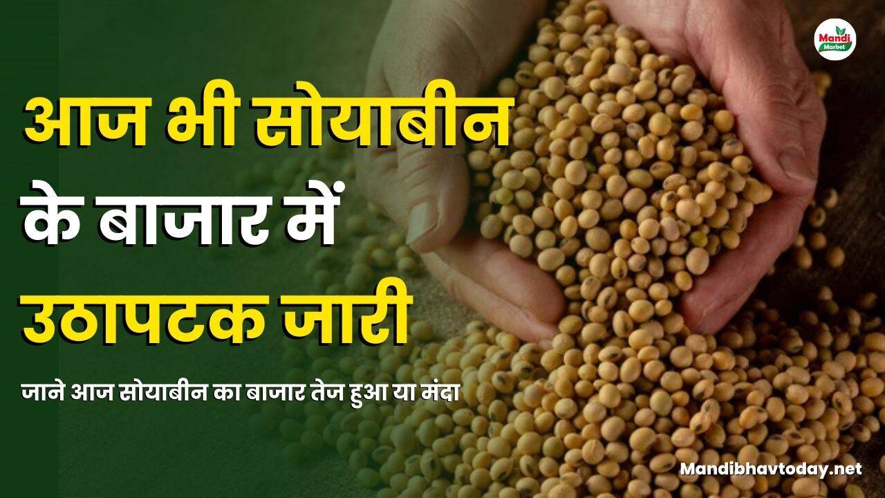 सोयाबीन के बाजार में उठापटक जारी | जाने आज सोयाबीन का बाजार तेज हुआ या मंदा